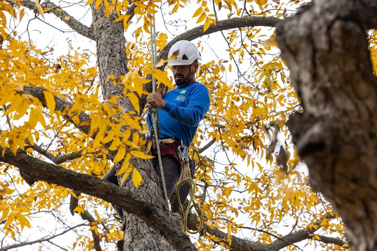 Skilled Tree Trimming crew working in Sheboygan